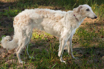 Eight-month-old white Borzoi puppy in sunbeams walking in a pine forest