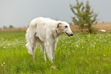 Elegant Borzoi in the grass. Russian Borzoi in its natural habitat