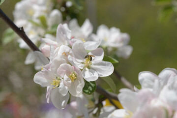 apple blossoms close-up in spring