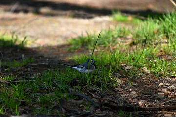 small bird in the grass