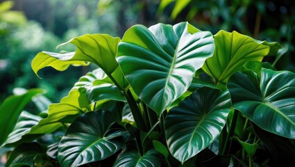 Obraz premium Vibrant blooms accompanied by wide leaves