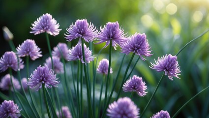 Fototapeta premium Spicy chives flowering plant Allium schoenoprasum: a garden herb and culinary ingredient in bloom