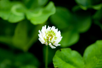 The lotus leaves and weeds that grow naturally in the fields are the main vegetation in the eastern part of North China