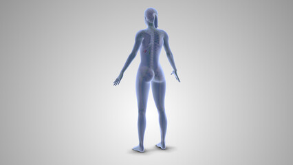 Fluid Retention Causing Pitting Edema