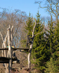 Monkeys are resting in the park