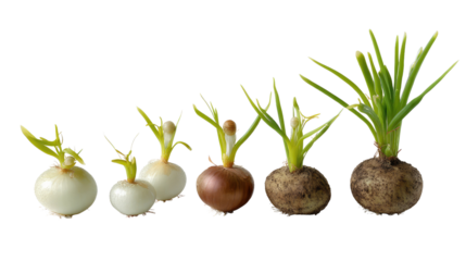 Onion Growth Stages: An eye-level shot showcases the journey of an onion's growth stages. From the initial bulb to the emergence of green shoots, the image portrays the essence of new beginnings.