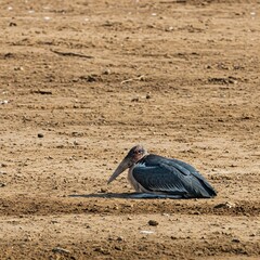 Obraz premium A marabou stork rests near dry riverbeds, shadow cast long beneath wide wings and quiet heat.
