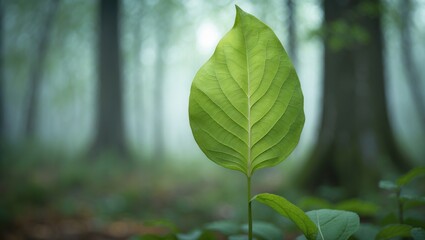 Fototapeta premium A green leaf set against a misty forest backdrop.