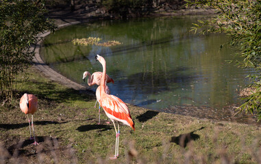Beautiful flamingos in the park