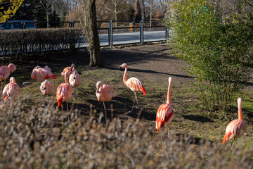 Beautiful flamingos in the park
