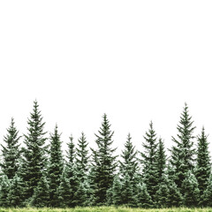 Fototapeta premium A row of green pine trees stands on a grassy field, with isolated on a transparent background Png file format