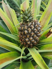 Ein reifer Ananas (Ananas comosus) wächst inmitten langer, spitzer Blätter. Seine raue...