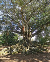 Obraz premium Ponta Delgada, São Miguel, Azoren, Portugal: Ein imposanter, uralter Gummibaum (Ficus elastica) mit weit verzweigten, kräftigen Wurzeln. Seine mächtige Krone spendet Schatten und vermittelt eine Atmos