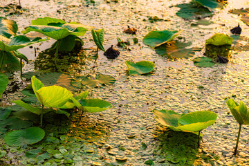 The lotus leaves and weeds that grow naturally in the fields are the main vegetation in the eastern...