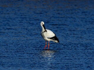 Two Oriental Storks engage beak-to-beak in a Korean lake, a rare scene of avian interaction.

