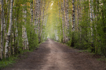 Beautiful birch tree alley at Spring