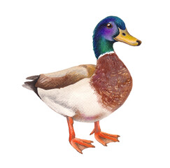 Watercolor hand-painted illustration of a duck, perfect for nature prints, farmhouse decor, books, and wildlife-themed designs.