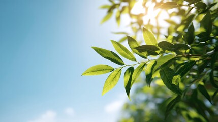 Fresh Green Leaves in Sunlight