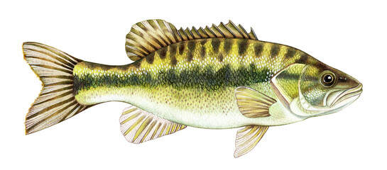 Watercolor illustration of Alabama Spotted Bass fish. Hand-drawn freshwater species, perfect for fishing guides, educational materials, and nature-themed decor