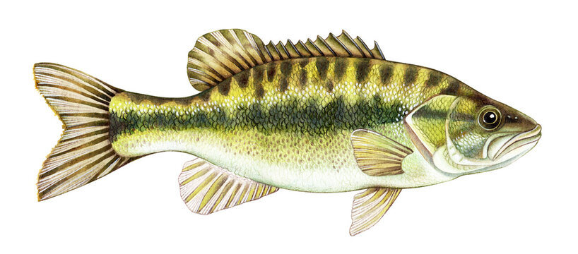 Watercolor illustration of Alabama Spotted Bass fish. Hand-drawn freshwater species, perfect for fishing guides, educational materials, and nature-themed decor