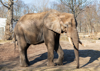 Portrait of a magnificent elephant