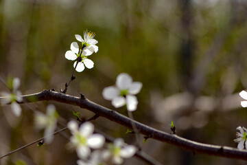 The lotus leaves and weeds that grow naturally in the fields are the main vegetation in the eastern part of North China