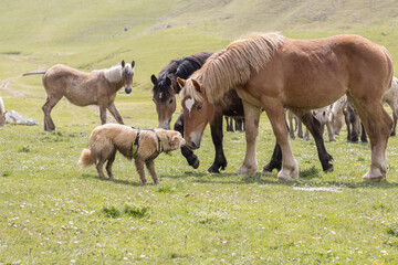 Obraz premium dog sniffing wild horses