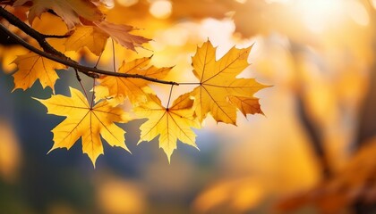 Obraz premium yellow maple leaves on a branch in autumn with a blurred background