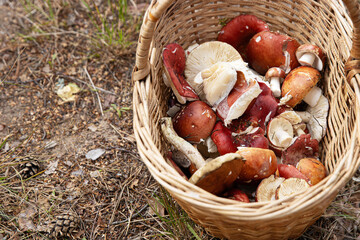 A closeup top down view of a wicker basket full freshly foraged edible mushrooms, including vibrant...