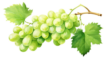 Watercolor Green Grapes Clipart &mdash; Fruit Bunch Illustration on Transparent Background

