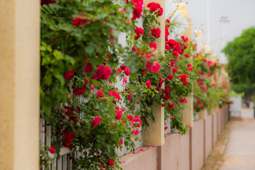 Close ups of roses in various colors