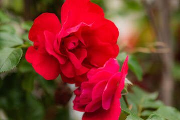 Close ups of roses in various colors