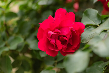 Close ups of roses in various colors