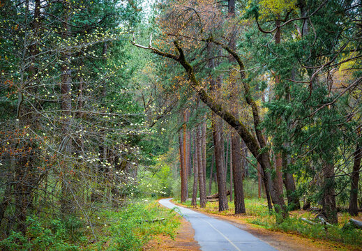 The Lane to Mirror Lake