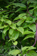 Japanese Honeysuckle plant  ,Lonicera japonica ‘Aureoreticulata’ with attractive variegated green leaves. Gardening concept. Free copy space.