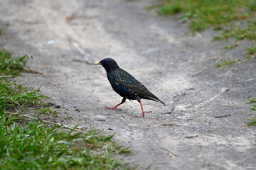 A nimble and beautiful black starling scurries through the grass in search of food.