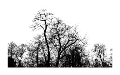 Summer Forest with a Cutout Tree Line and Lush Green Foliage - 6
