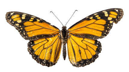 Naklejka premium Monarch butterfly with open wings, isolated, cut out transparent