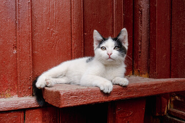 Cute black and cat kitten enjoying sunlight outdoors