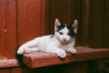 Cute black and cat kitten enjoying sunlight outdoors