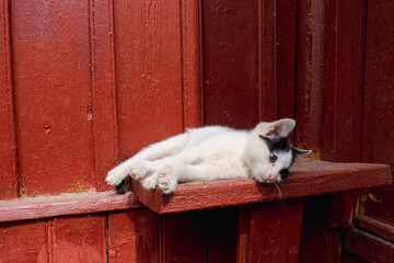 Cute black and cat kitten enjoying sunlight outdoors