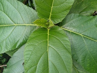 green leaf texture