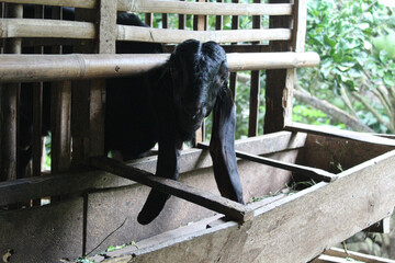 Black head goat inside bamboo cage