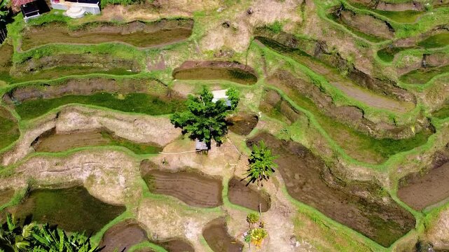 Aerial footage reveals the incredible scale of Banaue Rice Terraces, an ancient marvel crafted by the Ifugao people in the Philippine mountains over 2,000 years ago.