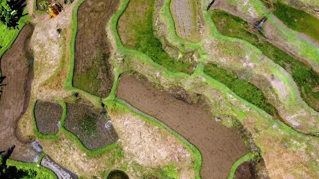 Drone captures stunning aerial view of Banaue Rice Terraces, built by the Ifugao people 2,000 years ago. A UNESCO World Heritage site and the 'Eighth Wonder of the World'.