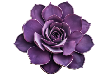 Purple Succulent Flower, Close Up Isolated Plant, cut out transparent