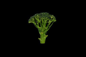 Broccoli floret on a black background