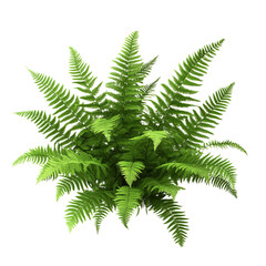 Fern plant png, isolated on a transparent background Png file format