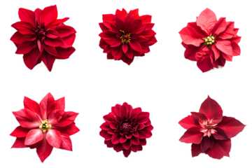 Set of beautiful red flowers on white or transparent background