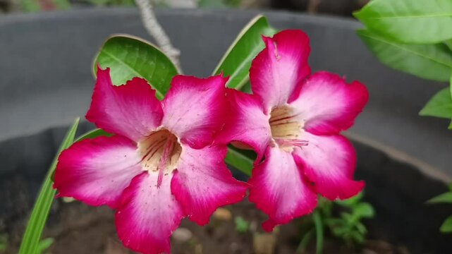 Cinematic close-up of vibrant pink Adenium flowers blooming in a garden, highlighting the exotic beauty and rich colors of this tropical desert rose in natural daylight.